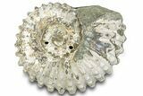 Bumpy Ammonite (Douvilleiceras) Fossil - Madagascar #289090-1